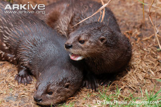 Illustration for article titled Monday Mustelid - Hydrictis maculicollis Edition